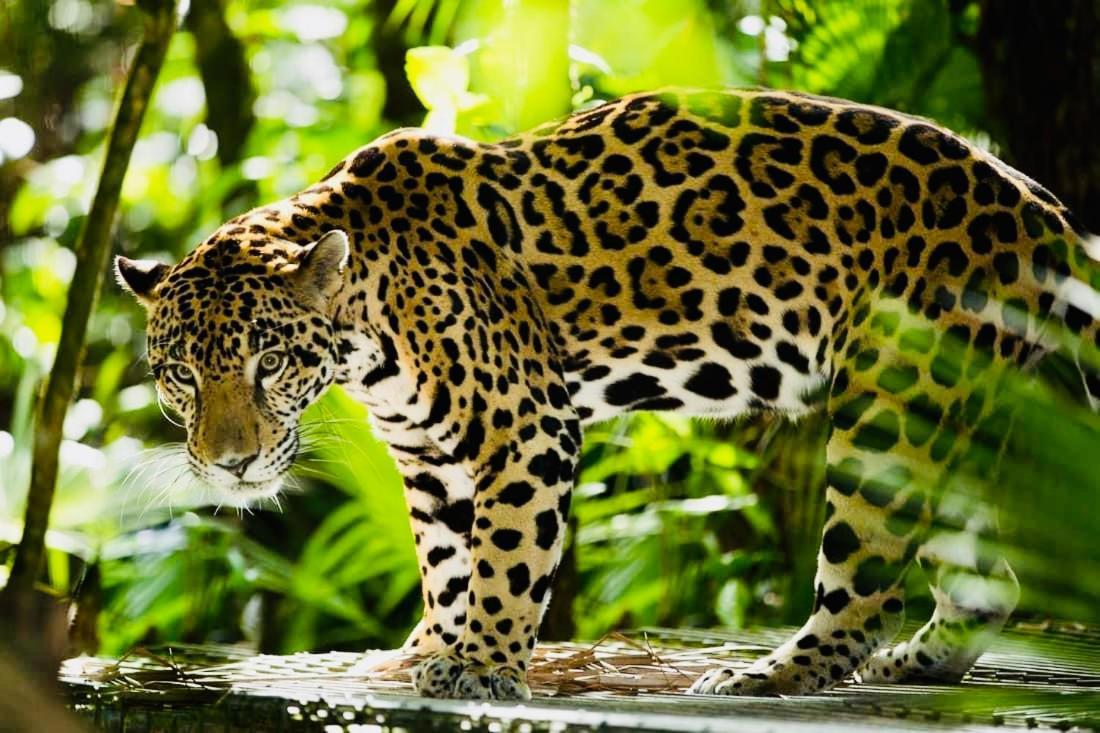 Mariposa Jungle Lodge Сан Игнасио Екстериор снимка