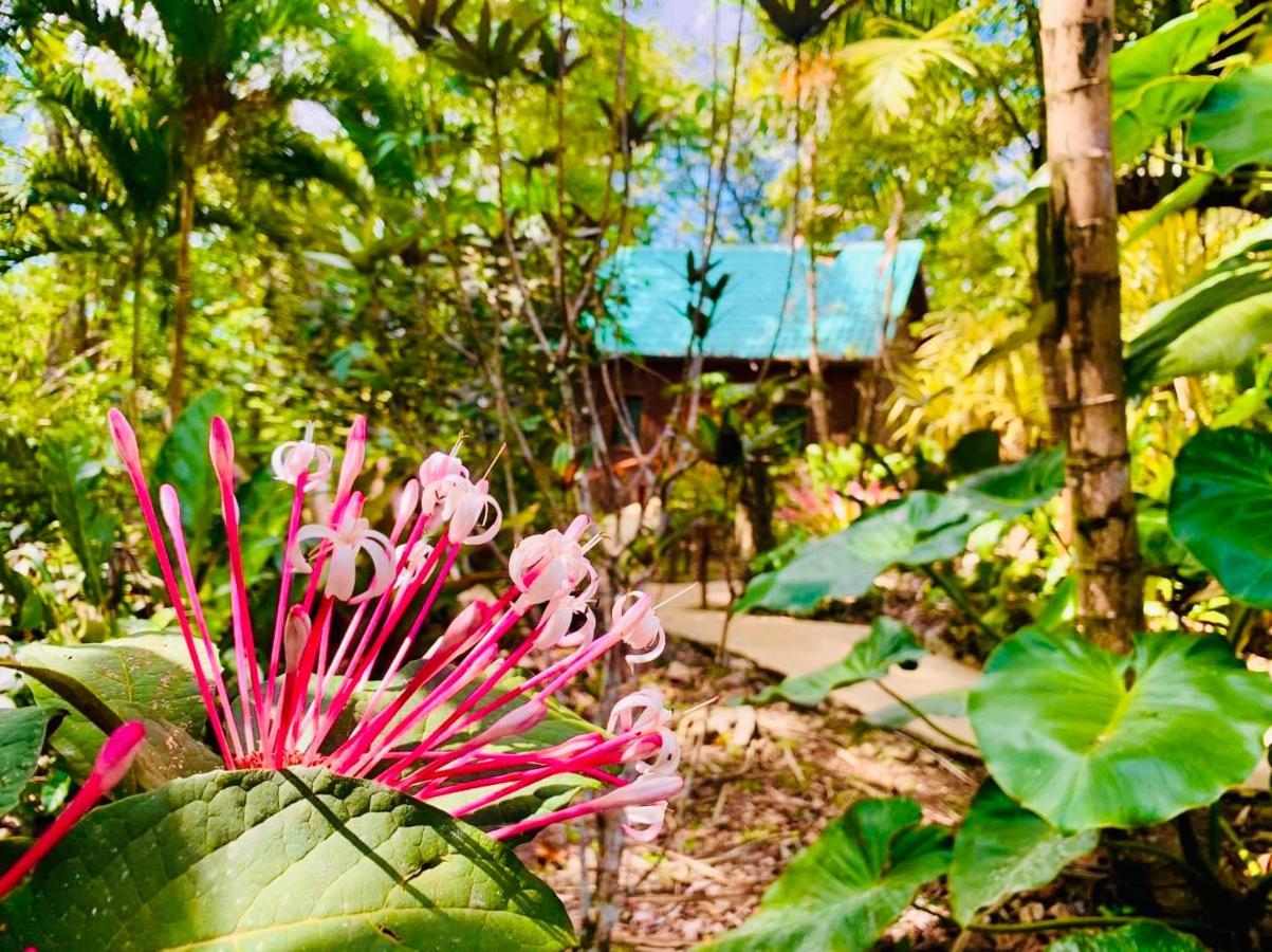 Mariposa Jungle Lodge Сан Игнасио Екстериор снимка